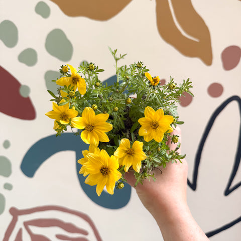 Bidens – Gelber Zweizahn