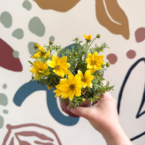 Bidens – Gelber Zweizahn