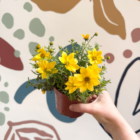 Bidens – Gelber Zweizahn