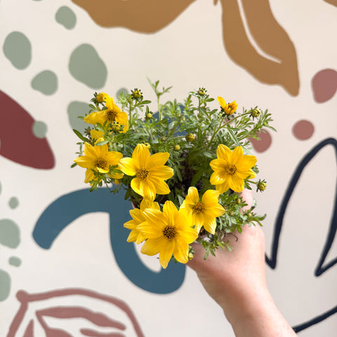 Bidens – Gelber Zweizahn
