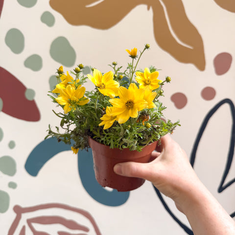 Bidens – Gelber Zweizahn