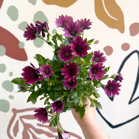 Osteospermum - Pink African Daisy
