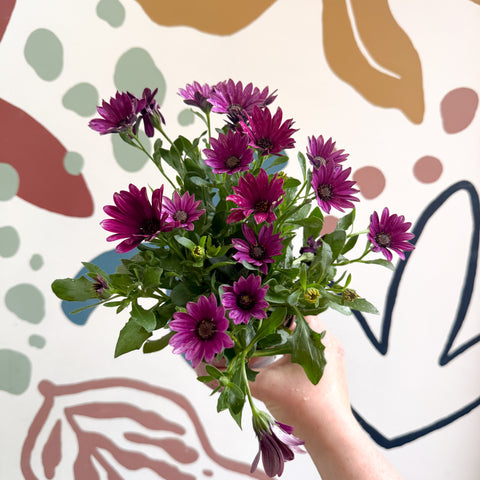 Osteospermum - Pink African Daisy