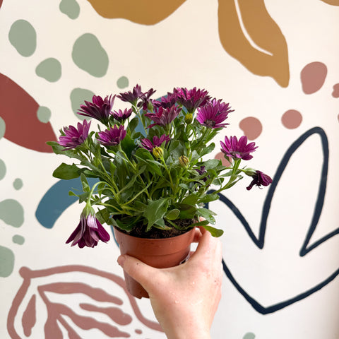 Osteospermum - Pink African Daisy
