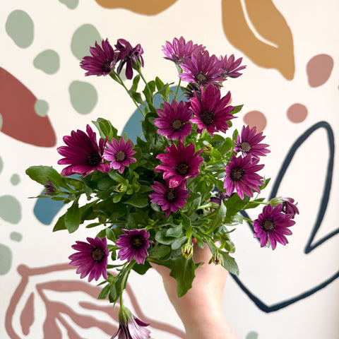 Osteospermum - Pink African Daisy