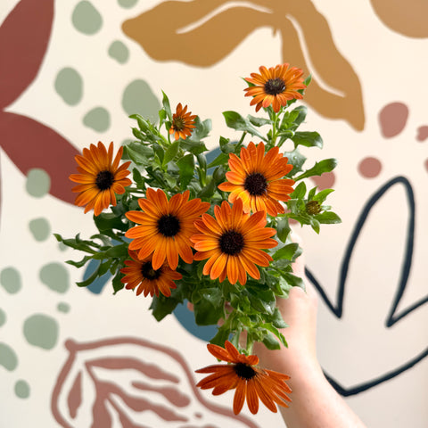 Osteospermum - Margarita africana naranja