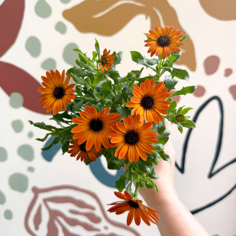 Osteospermum - Orange African Daisy