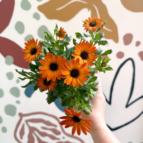 Osteospermum - Orange African Daisy