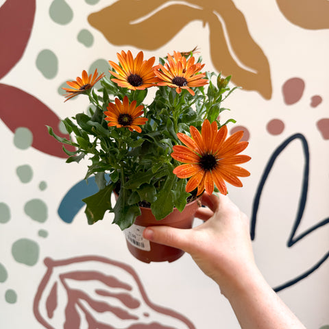 Osteospermum - Orange African Daisy