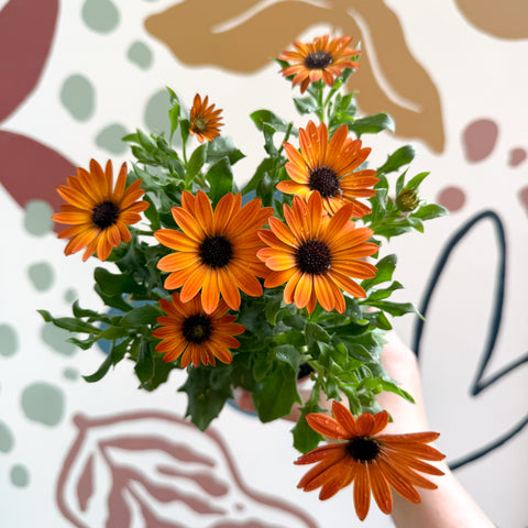 Osteospermum - Margarita africana naranja