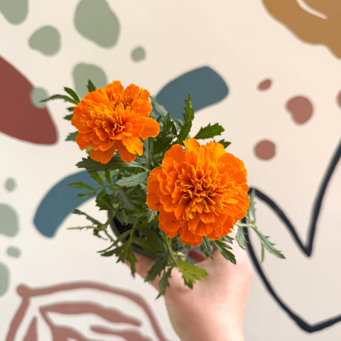 Tagetes - Aufrechte Studentenblume