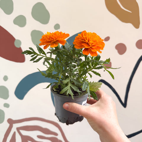 Tagetes - Orange African Marigold