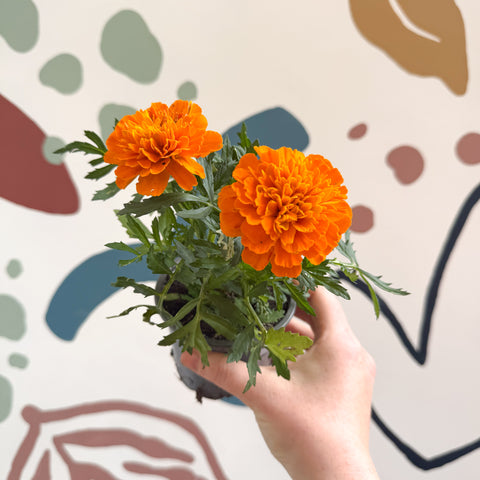 Tagetes - Orange African Marigold