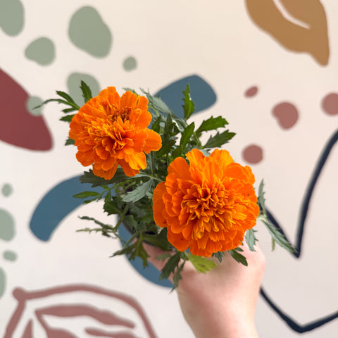 Tagetes - Orange African Marigold
