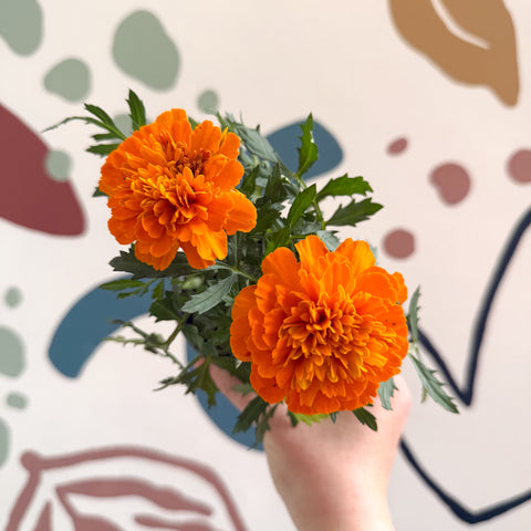Tagetes - Orange African Marigold
