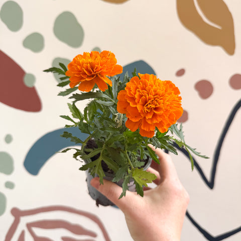 Tagetes - Orange African Marigold
