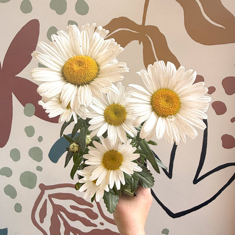 Leucanthemum × superbum ‘Dwarf Snow Lady’ - Shasta Daisy