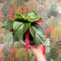 Acalypha hispida ‘Pink’ - Sprouts of Bristol