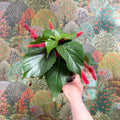 Acalypha hispida ‘Pink’ - Sprouts of Bristol