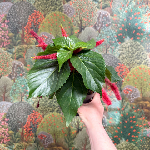 Acalypha hispida ‘Pink’ - Sprouts of Bristol