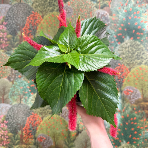 Acalypha hispida ‘Pink’ - Sprouts of Bristol