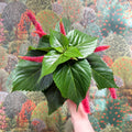Acalypha hispida ‘Pink’ - Sprouts of Bristol