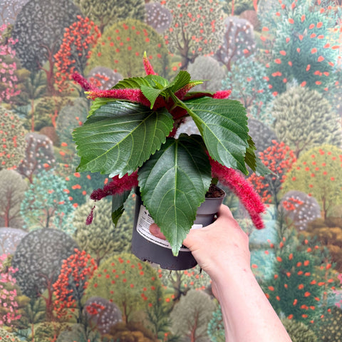 Acalypha hispida ‘Pink’ - Sprouts of Bristol