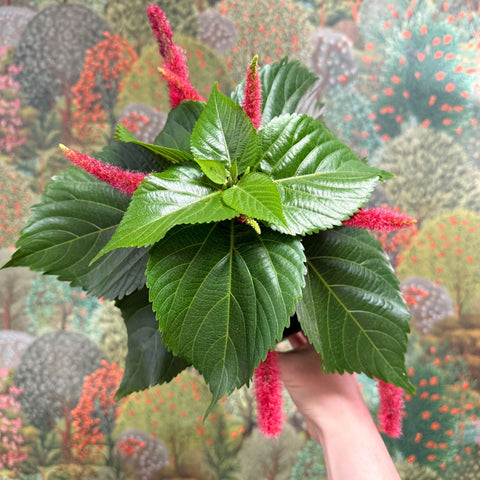 Acalypha hispida ‘Pink’ - Sprouts of Bristol