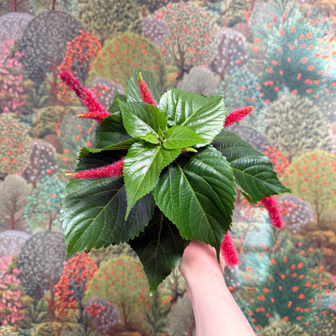 Acalypha hispida ‘Pink’ - Sprouts of Bristol