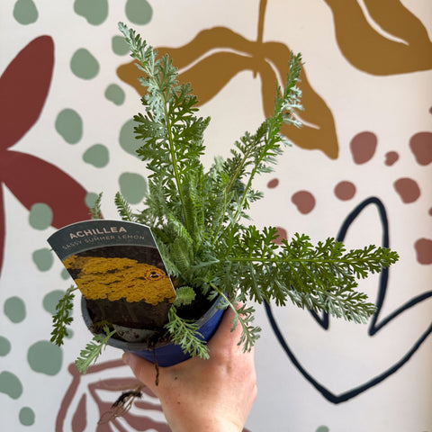 Achillea millefolium 'Sassy Summer Lemon' - Yellow Yarrow - British Grown Herbaceous Perennial - Sprouts of Bristol