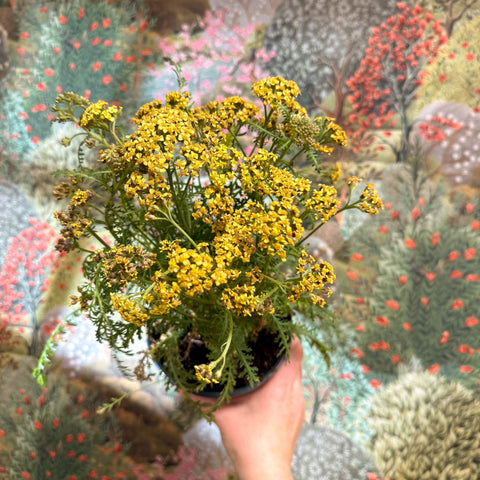 Achillea millefolium - Yellow Yarrow - Sprouts of Bristol