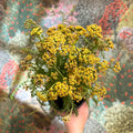 Achillea millefolium - Yellow Yarrow - Sprouts of Bristol
