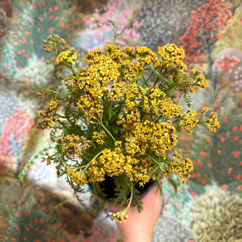 Achillea millefolium - Yellow Yarrow - Sprouts of Bristol