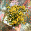Achillea millefolium - Yellow Yarrow - Sprouts of Bristol