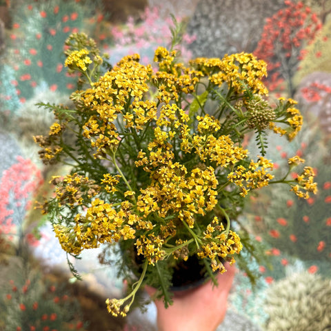 Achillea millefolium - Yellow Yarrow - Sprouts of Bristol