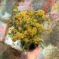 Achillea millefolium - Yellow Yarrow - Sprouts of Bristol