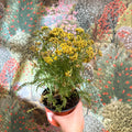 Achillea millefolium - Yellow Yarrow - Sprouts of Bristol