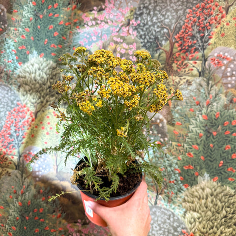 Achillea millefolium - Yellow Yarrow - Sprouts of Bristol