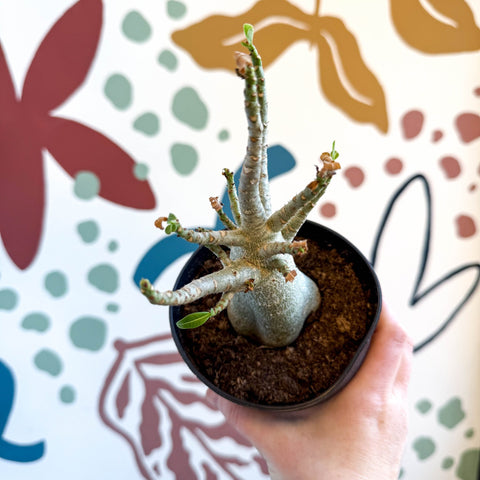 Adenium obesum 'Baobab' - Desert Rose - Sprouts of Bristol