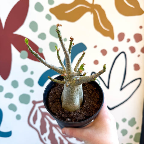 Adenium obesum 'Baobab' - Desert Rose - Sprouts of Bristol