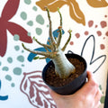 Adenium obesum 'Baobab' - Desert Rose - Sprouts of Bristol