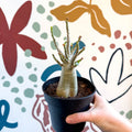 Adenium obesum 'Baobab' - Desert Rose - Sprouts of Bristol