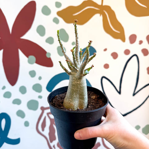 Adenium obesum 'Baobab' - Desert Rose - Sprouts of Bristol