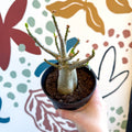 Adenium obesum 'Baobab' - Desert Rose - Sprouts of Bristol
