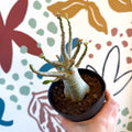 Adenium obesum 'Baobab' - Desert Rose - Sprouts of Bristol