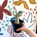 Adenium obesum 'Baobab' - Desert Rose - Sprouts of Bristol
