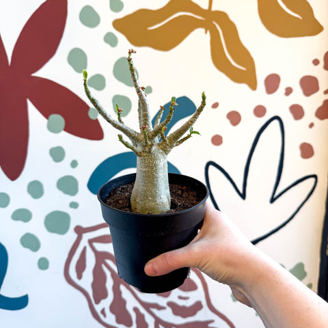 Adenium obesum 'Baobab' - Desert Rose - Sprouts of Bristol