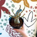 Adenium obesum 'Baobab' - Desert Rose - Sprouts of Bristol