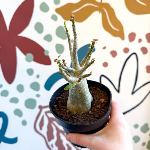 Adenium obesum 'Baobab' - Desert Rose - Sprouts of Bristol
