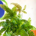Adiantum hispidulum 'Bronze Venus' - Rough Maidenhair Fern - Sprouts of Bristol